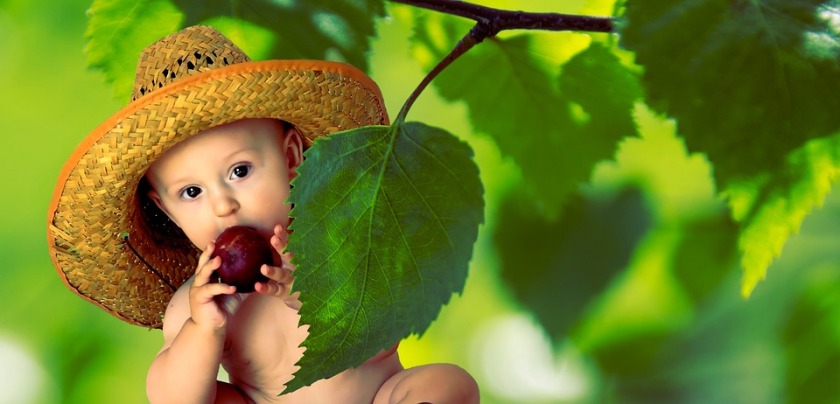 Best Organic Baby Food